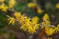 Witch Hazel Ã¢â¬â Hamamelis virginiana Royalty Free Stock Photo